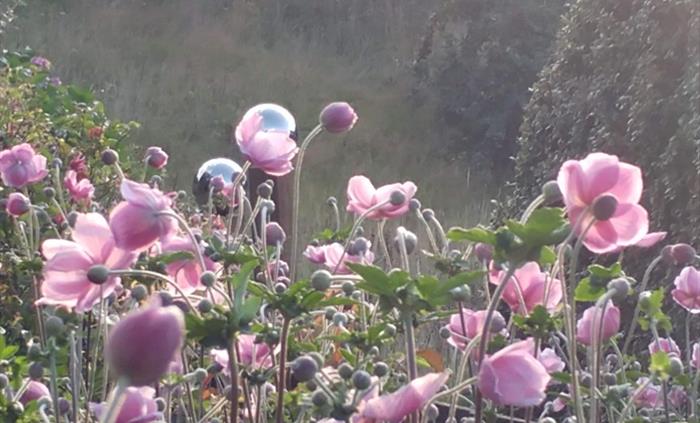 Anemone Japonica at Veddw.